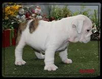 SLEIGH GCH SIRED, a male English Bulldog for sale in Marietta, OK – Photo 4 of 9