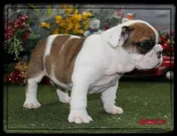 GRINCH-GCH SIRED, a male English Bulldog for sale in Marietta, OK – Photo 3 of 10