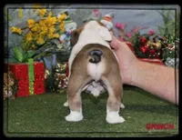 GRINCH-GCH SIRED, a male English Bulldog for sale in Marietta, OK – Photo 7 of 10