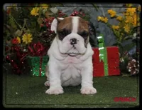 GRINCH-GCH SIRED, a male English Bulldog for sale in Marietta, OK – Photo 4 of 10