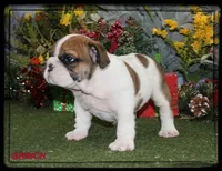 GRINCH-GCH SIRED, a male English Bulldog for sale in Marietta, OK – Photo 5 of 10