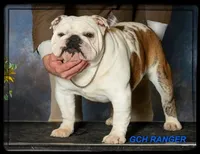 GRINCH-GCH SIRED, a male English Bulldog for sale in Marietta, OK – Photo 9 of 10