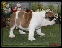 GRINCH-GCH SIRED, a male English Bulldog for sale in Marietta, OK – Photo 2 of 10