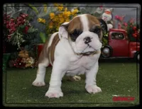 GRINCH-GCH SIRED, a male English Bulldog for sale in Marietta, OK – Photo 1 of 10