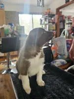 Jr, a male Border Collie and Siberian Husky for sale in Pocono Lake, PA – 2 of 5