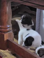 Gizmo, a male Border Collie and Siberian Husky for sale in Pocono Lake, PA – 3 of 6