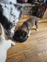 Jr, a male Border Collie and Siberian Husky for sale in Pocono Lake, PA – 5 of 5