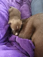 Jr, a male Border Collie and Siberian Husky for sale in Pocono Lake, PA – 4 of 5