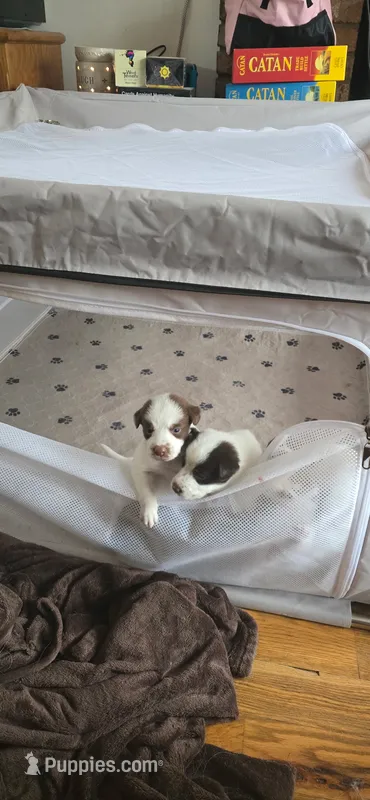 Thumper – Border Collie, Siberian Husky puppy for sale in Pocono Lake, PA