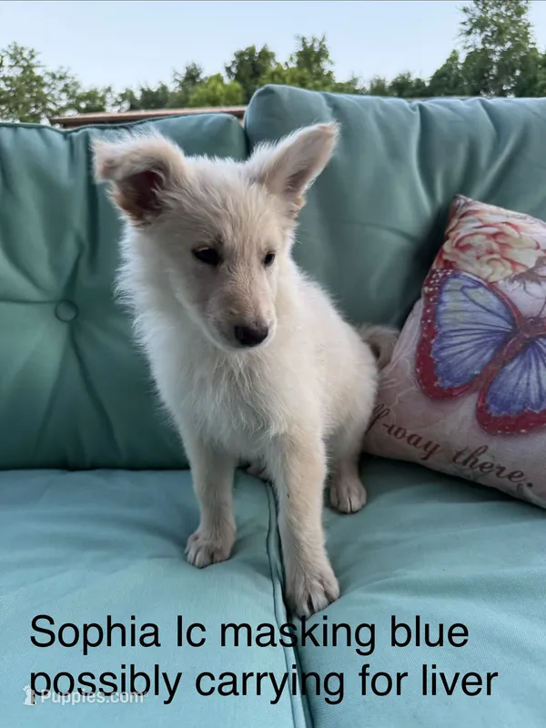 Sophie  – German Shepherd Dog puppy for sale in Louisville, KY