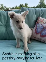 Sophie , a female German Shepherd Dog for sale in Louisville, KY – 1 of 2