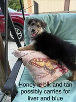 Honey , a female German Shepherd Dog for sale in Louisville, KY – 6 of 6
