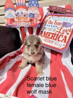 Scarlet blue , a female German Shepherd Dog for sale in Louisville, KY – Photo 2 of 3