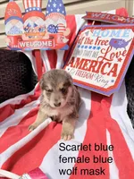 Scarlet blue , a female German Shepherd Dog for sale in Louisville, KY – Photo 3 of 3