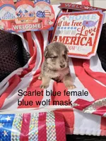 Scarlet blue , a female German Shepherd Dog for sale in Louisville, KY – Photo 1 of 3