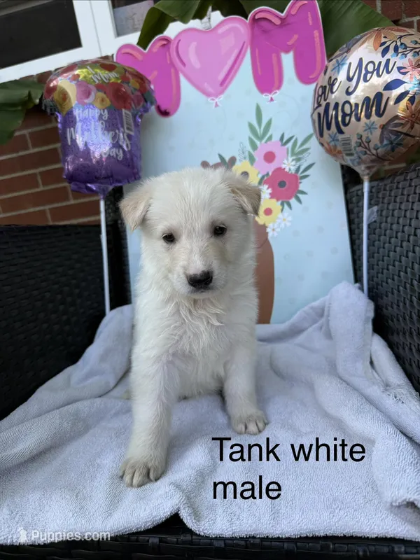 Tank  – German Shepherd Dog puppy for sale in Louisville, KY