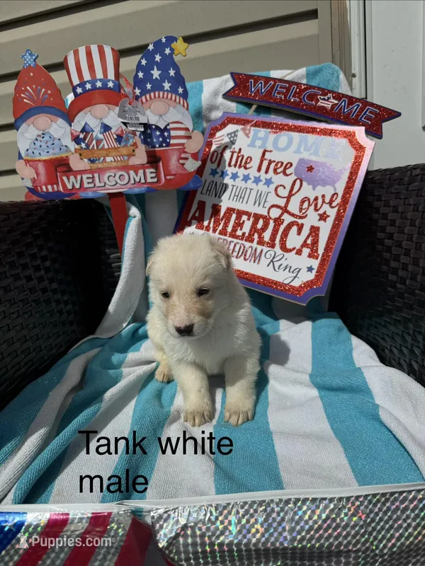 Tank  – German Shepherd Dog puppy for sale in Louisville, KY