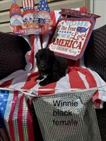 Winnie , a female German Shepherd Dog for sale in Louisville, KY – Photo 1 of 2