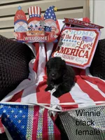 Winnie , a female German Shepherd Dog for sale in Louisville, KY – Photo 2 of 2