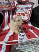 Roxie , a female German Shepherd Dog for sale in Louisville, KY – Photo 1 of 3