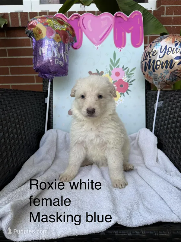 Roxie  – German Shepherd Dog puppy for sale in Louisville, KY