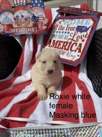 Roxie , a female German Shepherd Dog for sale in Louisville, KY – Photo 2 of 3