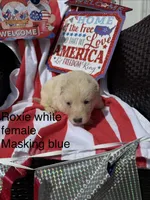 Roxie , a female German Shepherd Dog for sale in Louisville, KY – Photo 3 of 3