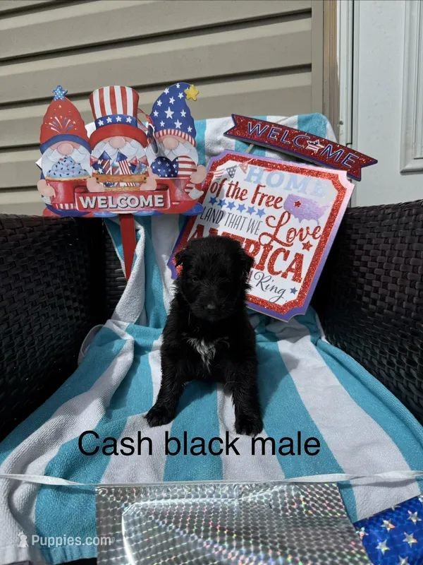 Cash  – German Shepherd Dog puppy for sale in Louisville, KY