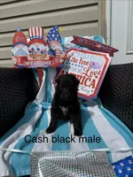 Cash , a male German Shepherd Dog for sale in Louisville, KY – Photo 1 of 2