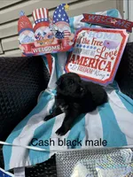 Cash , a male German Shepherd Dog for sale in Louisville, KY – Photo 2 of 2