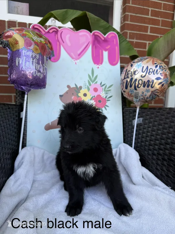 Cash  – German Shepherd Dog puppy for sale in Louisville, KY