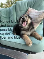 Honey , a female German Shepherd Dog for sale in Louisville, KY – 5 of 6