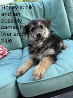 Honey , a female German Shepherd Dog for sale in Louisville, KY – 3 of 6