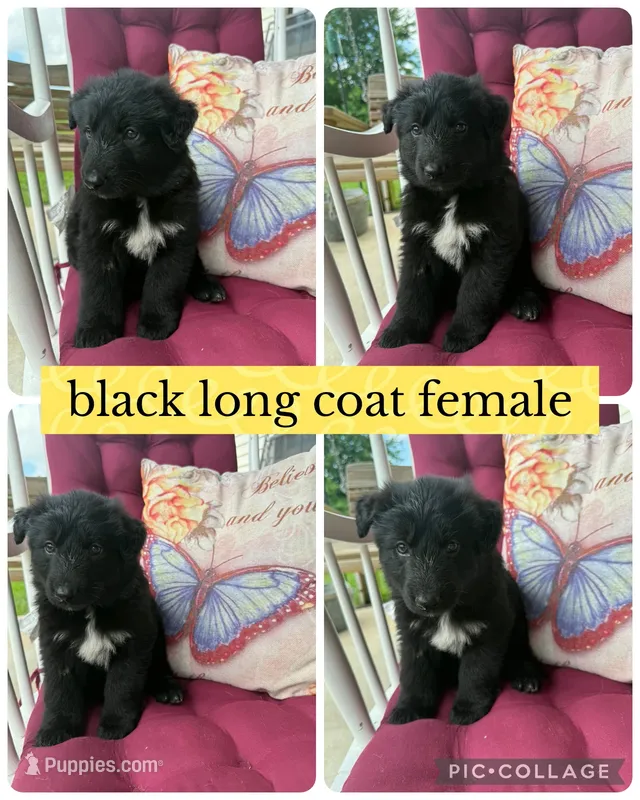 Monica  – German Shepherd Dog puppy for sale in Louisville, KY