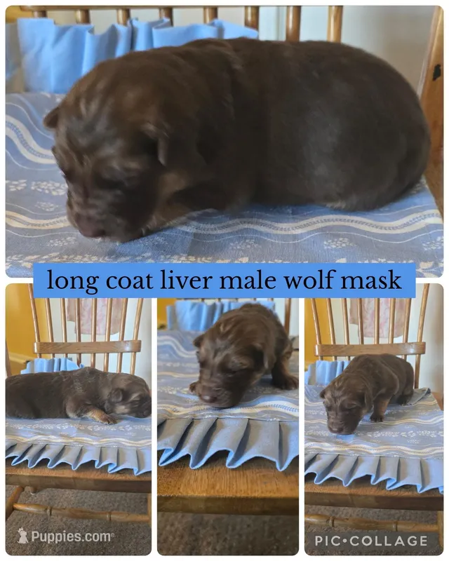 Kolby  – German Shepherd Dog puppy for sale in Louisville, KY