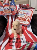 Bella , a female German Shepherd Dog for sale in Louisville, KY – Photo 2 of 2