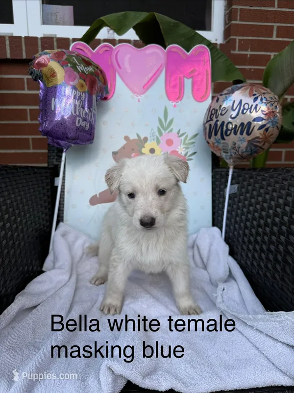 Bella  – German Shepherd Dog puppy for sale in Louisville, KY