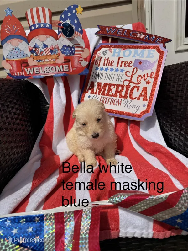 Bella  – German Shepherd Dog puppy for sale in Louisville, KY