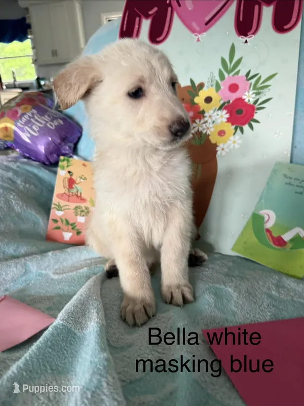 Bella  – German Shepherd Dog puppy for sale in Louisville, KY