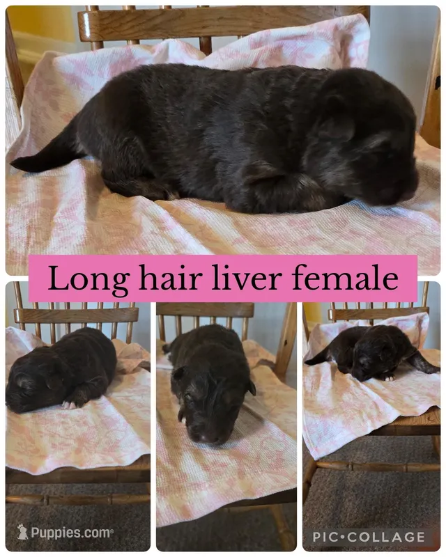 Monica  – German Shepherd Dog puppy for sale in Louisville, KY