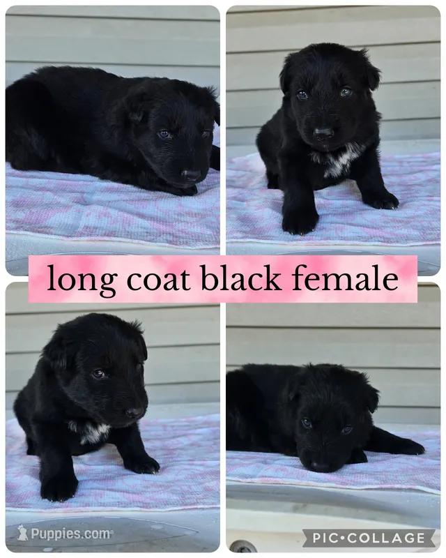 Monica  – German Shepherd Dog puppy for sale in Louisville, KY