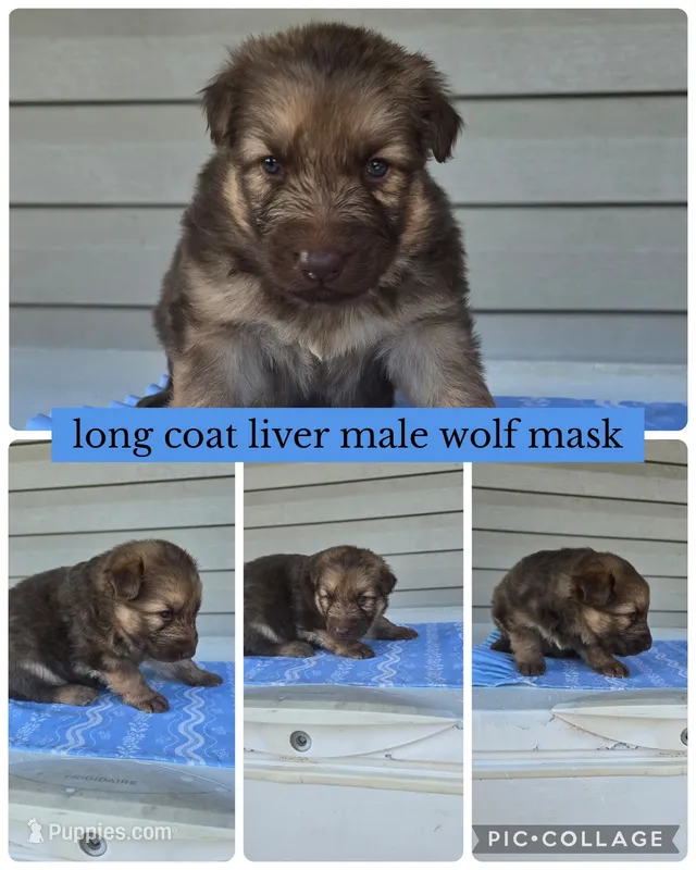 Kolby  – German Shepherd Dog puppy for sale in Louisville, KY