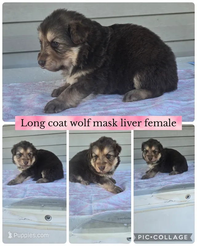 Lenell  – German Shepherd Dog puppy for sale in Louisville, KY