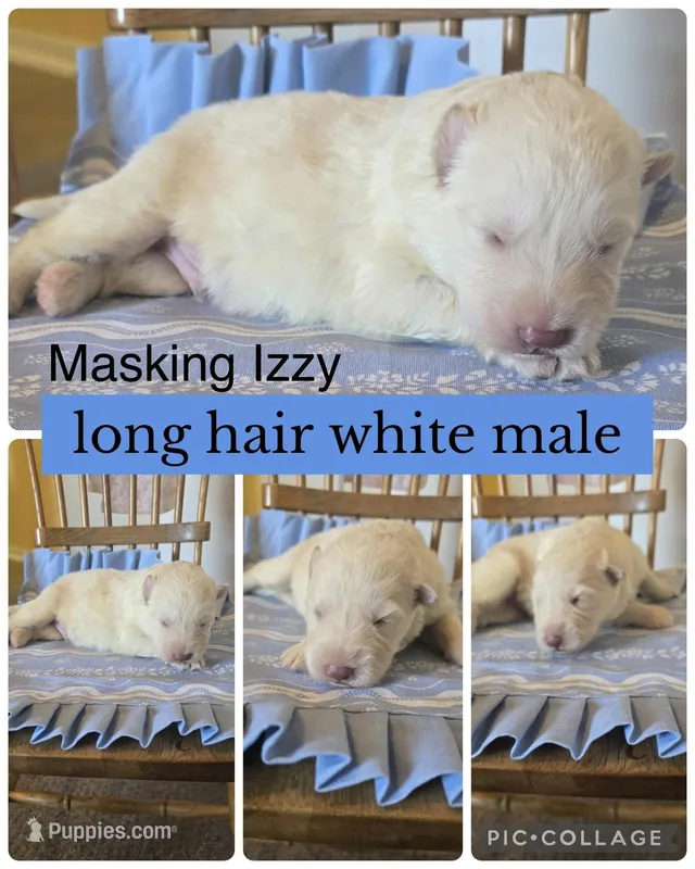 John D  – German Shepherd Dog puppy for sale in Louisville, KY