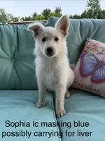 Sophie , a female German Shepherd Dog for sale in Louisville, KY – 2 of 2