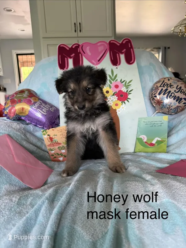 Honey  – German Shepherd Dog puppy for sale in Louisville, KY