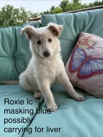 Roxie , a female German Shepherd Dog for sale in Louisville, KY – 2 of 3