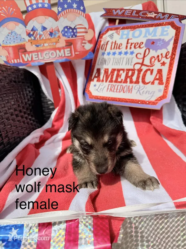 Honey  – German Shepherd Dog puppy for sale in Louisville, KY