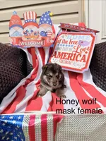 Honey , a female German Shepherd Dog for sale in Louisville, KY – Photo 2 of 2