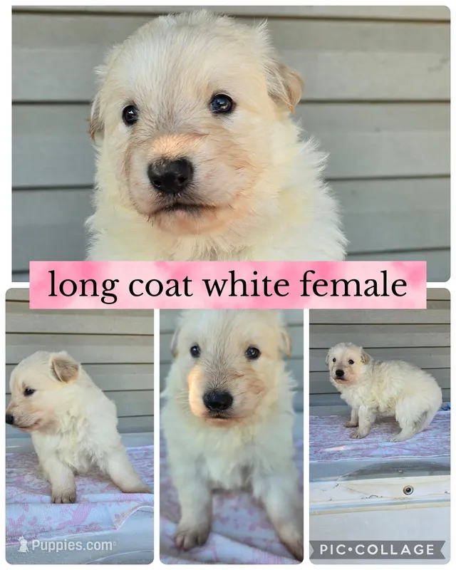 Beth  – German Shepherd Dog puppy for sale in Louisville, KY